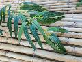 Foglia Bamboo H 90 ramo x 3 artificiale - Sconti per Fioristi e Aziende