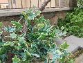 Edera Variegata bush H 60 in PE con 105 foglie - Sconti per Fioristi e Aziende