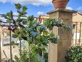 Acero Cadente H 60 con 105 foglie - Sconti per Fioristi e Aziende