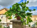 Pothos Variegato Bush x 9  - Sconti per Fioristi e Aziende - in Poliester PE