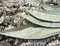 Foglie di Mais Dry stesa Naturale Conf. 10 foglie - Sconti per Fioristi e Aziende