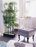 Canne Bamboo con punte - Sconti per fioristi e aziende - Confezione H 200 x 3 canne