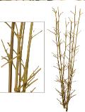 Canne Bamboo con punte - Sconti per fioristi e aziende - Confezione H 200 x 3 canne