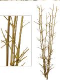 Canne bamboo con punte H 200 conf. 3 canne Sconti per fioristi e baby shop