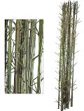 Canne Bamboo con punte - Sconti per fioristi e aziende - Confezione H 200 x 3 canne