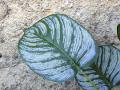 Calathea x 3 H 71 cm. -  Sconto per Fioristi e Aziende - Artificiale