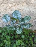 Calathea x 3 H 71 cm. -  Sconto per Fioristi e Aziende - Artificiale