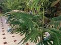 Palma H 180 Artificiale con 10 foglie - Sconti per Fioristi e Aziende