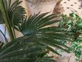 Palma H 220 Artificiale con 12 foglie - Sconti per Fioristi e Aziende