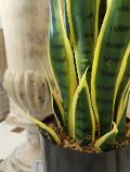 Sanseveria Trifasciata H 70 - Sconti per Fioristi e Aziende - Artificiale con vaso