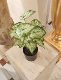 Caladium x 12 Verde H 35 - Sconti per Fioristi e Aziende - Artificiale con vaso