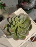 Pianta grassa Echeveria -  Sconti per Fioristi e Aziende - in gomma con fiore