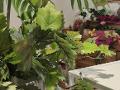 Acero Cadente H 60 con 105 foglie - Sconti per Fioristi e Aziende