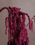 Amaranthus caudatum stabilizzato H 90/110 - Sconti per Fioristi e Aziende