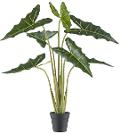 Alocasia Verde x 7 H 100 - Sconti per Fioristi e Aziende - Artificiale con vaso