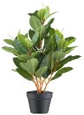 Ficus elastica x 5 H 70  - Sconti per Fioristi e Aziende  - Artificiale con vaso