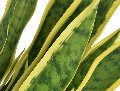 Sanseveria Trifasciata H 90  - Sconti per Fioristi e Aziende - Artificiale x 29 foglie in vaso