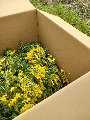 ESAURITA - Mimosa Fresca box da Kg. 3 Acacia Dealbata - Goulois - Sconti per Fioristi e Aziende