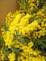 ESAURITA Mimosa Fresca box da Kg. 3 - Sconti per Fioristi e Aziende - Acacia Dealbata - Goulois