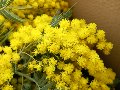 ESAURITA - Mimosa Fresca box da Kg. 3 Acacia Dealbata - Goulois - Sconti per Fioristi e Aziende