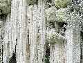 Amaranthus Bianco H 90/110 - Sconti per Fioristi e Aziende -Caudatum Stabilizzato