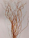 Salix Willow H 220 x 5 rami - Sconti per Fioristi e Aziende  - Nocciolo Contorto