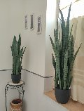 Sanseveria Laurentii H 90  - Sconti per Fioristi e Aziende - Artificiale con vaso