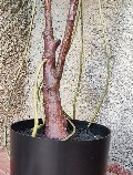 Ficus Elastica Verde H 150 - Sconti per Fioristi e Aziende - Artificiale con vaso