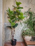 Ficus Elastica Verde H 150 - Sconti per Fioristi e Aziende - Artificiale con vaso