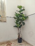 Ficus Elastica Verde H 150 - Sconti per Fioristi e Aziende - Artificiale con vaso