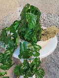 Kokedama Filodendro H 48 - Sconto per Fioristi e Aziende . - In Poliester dm. 28
