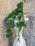 Kokedama Filodendro H 48 - Sconto per Fioristi e Aziende . - In Poliester dm. 28
