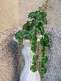Kokedama Filodendro H 48 - Sconto per Fioristi e Aziende . - In Poliester dm. 28