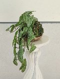 Kokedama Alocasia H 48 - Sconto per Fioristi e Aziende . - In Poliester dm. 28
