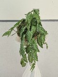 Kokedama Alocasia H 48 - Sconto per Fioristi e Aziende . - In Poliester dm. 28