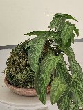 Kokedama Alocasia H 48 - Sconto per Fioristi e Aziende . - In Poliester dm. 28
