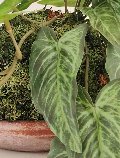 Kokedama Alocasia H 48 - Sconto per Fioristi e Aziende . - In Poliester dm. 28