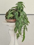 Kokedama Alocasia H 48 - Sconto per Fioristi e Aziende . - In Poliester dm. 28
