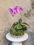 Kokedama Falenopsis H 40 - Sconto per Fioristi e Aziende - Mauve dm. 20