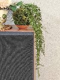 Kokedama Senecio H 75 - Sconto per Fioristi e Aziende - Dm. 12 in gomma