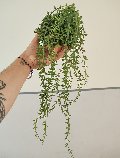 Kokedama Senecio H 75 - Sconto per Fioristi e Aziende - Dm. 12 in gomma