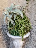 Kokedama Tillanzia H 40 - Sconto per Fioristi e Aziende - Dm. 30 Con Senecio