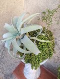 Kokedama Tillanzia H 40 - Sconto per Fioristi e Aziende - Dm. 30 Con Senecio