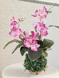 Kokedama Orchidea H 40 - Sconto per Fioristi e Aziende - Purple dm. 25