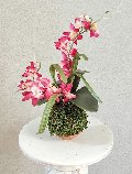 Kokedama Orchidea H 40 - Sconto per Fioristi e Aziende - Lavanda dm. 25