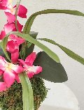 Kokedama Orchidea H 40 - Sconto per Fioristi e Aziende - Lavanda dm. 25