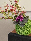 Kokedama Dancing Orchid - Sconto per Fioristi e Aziende - Verde H 60 dm. 50