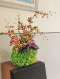 Kokedama Dancing Orchid - Sconto per Fioristi e Aziende - Verde H 60 dm. 50