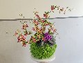 Kokedama Dancing Orchid - Sconto per Fioristi e Aziende - Verde H 60 dm. 50