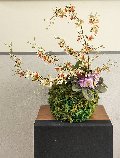 Kokedama Dancing Orchid - Sconto per Fioristi e Aziende - Beige H 60 dm. 50